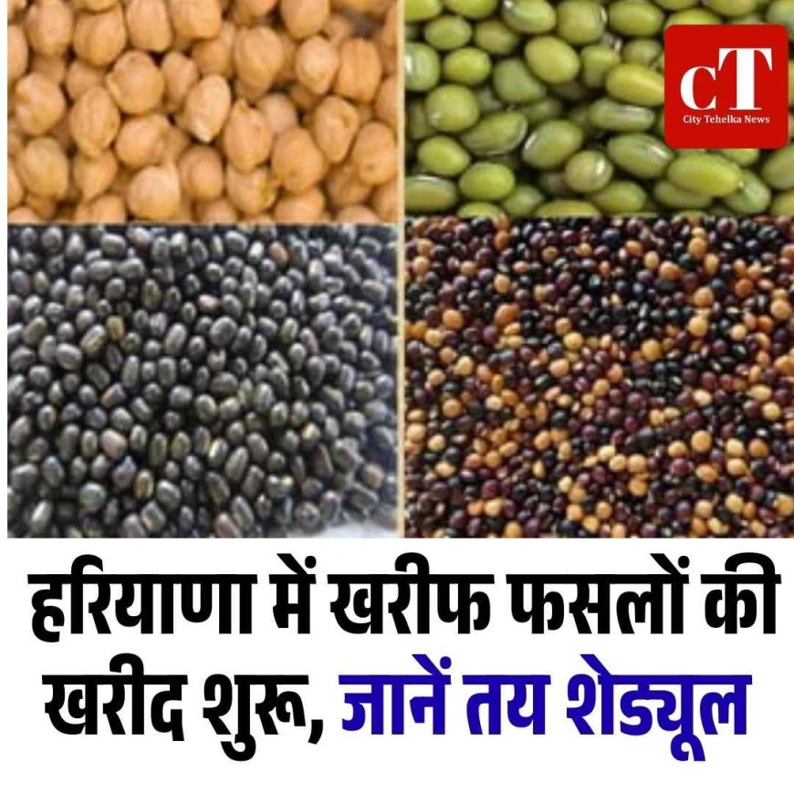 हरियाणा में खरीफ फसलों की खरीद शुरू, जानें शेड्यूल तय
