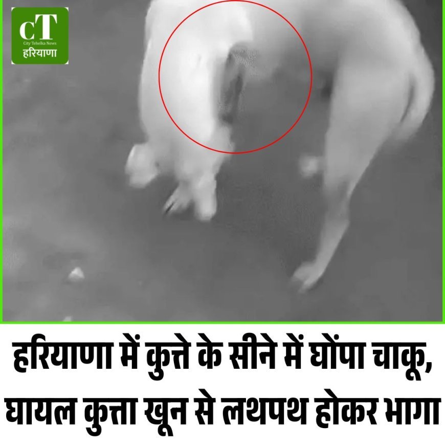 हरियाणा में कुत्ते के सीने में घोंपा चाकू, घायल कुत्ता खून से लथपथ होकर भागा