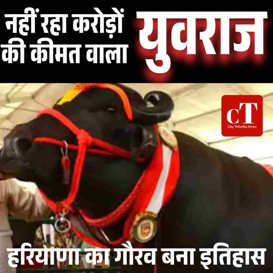 नहीं रहा करोड़ों की कीमत वाला युवराज — हरियाणा का गौरव बना इतिहास