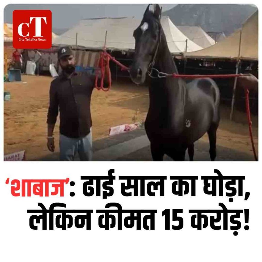 ढाई साल का घोड़ा, लेकिन कीमत करोड़ों में!