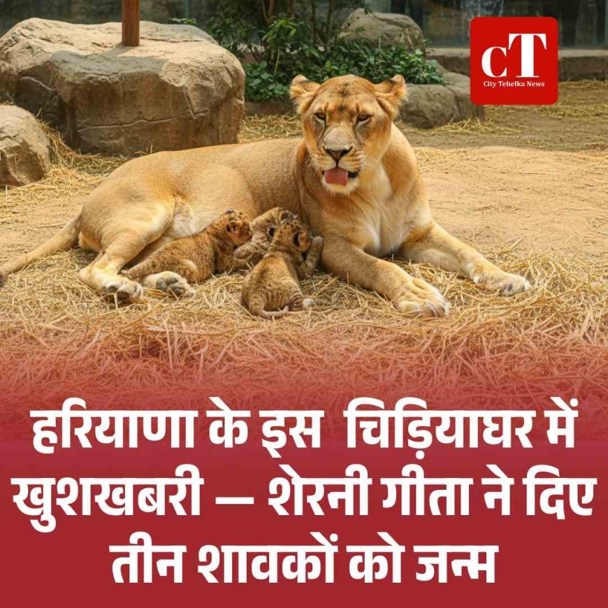 हरियाणा के इस  चिड़ियाघर में खुशखबरी — शेरनी गीता ने दिए तीन शावकों को जन्म