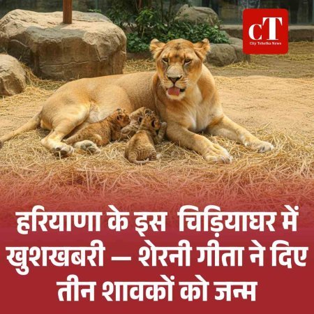 हरियाणा के इस  चिड़ियाघर में खुशखबरी — शेरनी गीता ने दिए तीन शावकों को जन्म