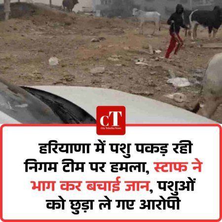 हरियाणा में पशु पकड़ रही निगम टीम पर हमला, स्टाफ ने भाग कर बचाई जान, पशुओं को छुड़ा ले गए आरोपी