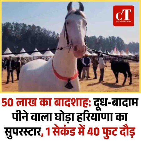 50 लाख का बादशाह: दूध-बादाम पीने वाला घोड़ा हरियाणा का सुपरस्टार, 1 सेकंड में 40 फुट दौड़