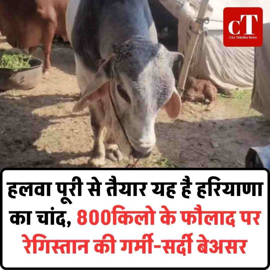 हलवा पूरी से तैयार यह है हरियाणा का चांद, 800किलो के फौलाद पर  रेगिस्तान की गर्मी-सर्दी बेअसर